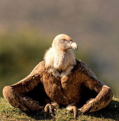 rapaces 8