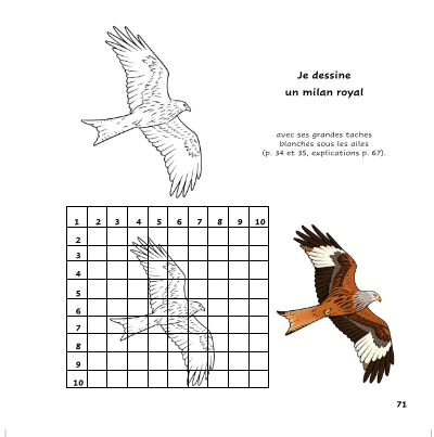 rapaces 9