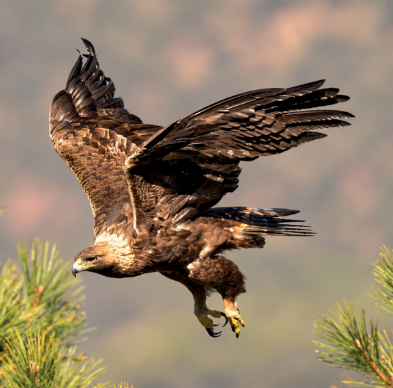 rapaces4